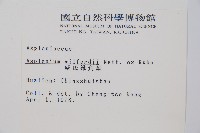 威氏鐵角蕨藏品圖，第2張