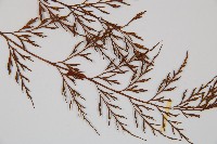 威氏鐵角蕨藏品圖，第3張