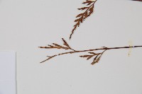 威氏鐵角蕨藏品圖，第4張