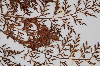 威氏鐵角蕨藏品圖，第4張