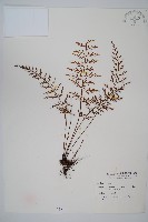 威氏鐵角蕨藏品圖，第1張