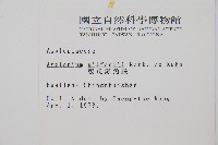 威氏鐵角蕨藏品圖，第2張