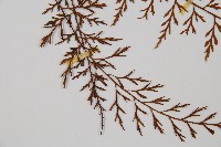 威氏鐵角蕨藏品圖，第3張