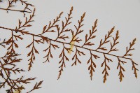 威氏鐵角蕨藏品圖，第4張