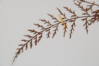 威氏鐵角蕨藏品圖，第5張