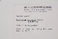 萊氏鐵角蕨藏品圖，第2張