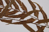 萊氏鐵角蕨藏品圖，第3張