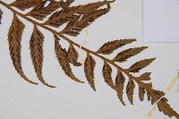 萊氏鐵角蕨藏品圖，第4張