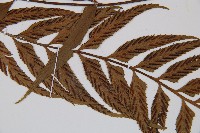 萊氏鐵角蕨藏品圖，第5張