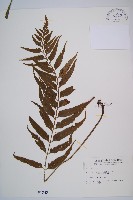 萊氏鐵角蕨藏品圖，第1張