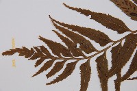 萊氏鐵角蕨藏品圖，第3張