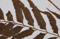 萊氏鐵角蕨藏品圖，第4張