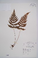 東洋蹄蓋蕨藏品圖，第1張