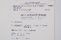 東洋蹄蓋蕨藏品圖，第2張