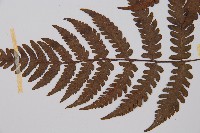 東洋蹄蓋蕨藏品圖，第3張