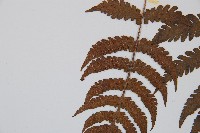 東洋蹄蓋蕨藏品圖，第5張