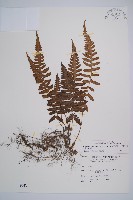 東洋蹄蓋蕨藏品圖，第1張