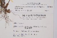 東洋蹄蓋蕨藏品圖，第2張