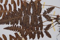 東洋蹄蓋蕨藏品圖，第3張