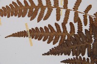 東洋蹄蓋蕨藏品圖，第4張