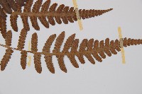 東洋蹄蓋蕨藏品圖，第5張