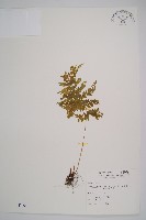 粗柄毛冷蕨藏品圖，第1張