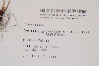 粗柄毛冷蕨藏品圖，第2張