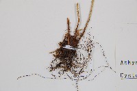 粗柄毛冷蕨藏品圖，第3張