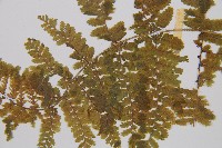 粗柄毛冷蕨藏品圖，第4張