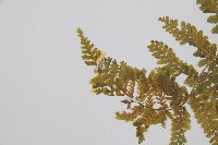 粗柄毛冷蕨藏品圖，第5張