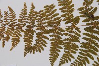 粗柄毛冷蕨藏品圖，第3張