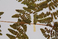 粗柄毛冷蕨藏品圖，第4張