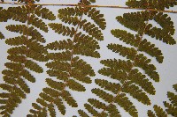 粗柄毛冷蕨藏品圖，第5張