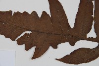 網脈雙蓋蕨藏品圖，第4張