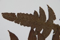 網脈雙蓋蕨藏品圖，第5張