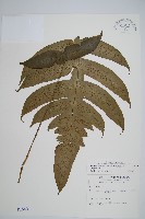 網脈雙蓋蕨藏品圖，第1張
