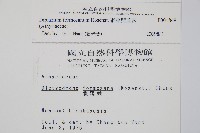 網脈雙蓋蕨藏品圖，第2張