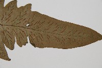 網脈雙蓋蕨藏品圖，第3張