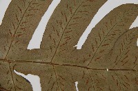 網脈雙蓋蕨藏品圖，第4張