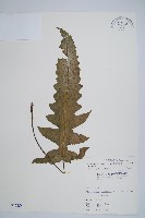 網脈雙蓋蕨藏品圖，第1張