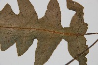 網脈雙蓋蕨藏品圖，第3張