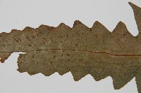 網脈雙蓋蕨藏品圖，第4張