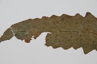 網脈雙蓋蕨藏品圖，第5張