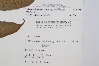 網脈雙蓋蕨藏品圖，第2張
