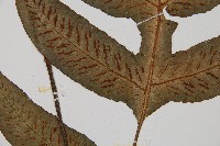 網脈雙蓋蕨藏品圖，第4張