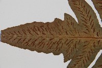 網脈雙蓋蕨藏品圖，第5張