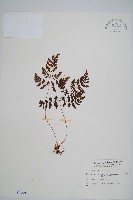 細裂羽節蕨藏品圖，第1張