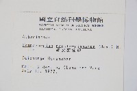 細裂羽節蕨藏品圖，第2張