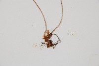 細裂羽節蕨藏品圖，第3張