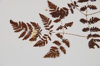 細裂羽節蕨藏品圖，第4張